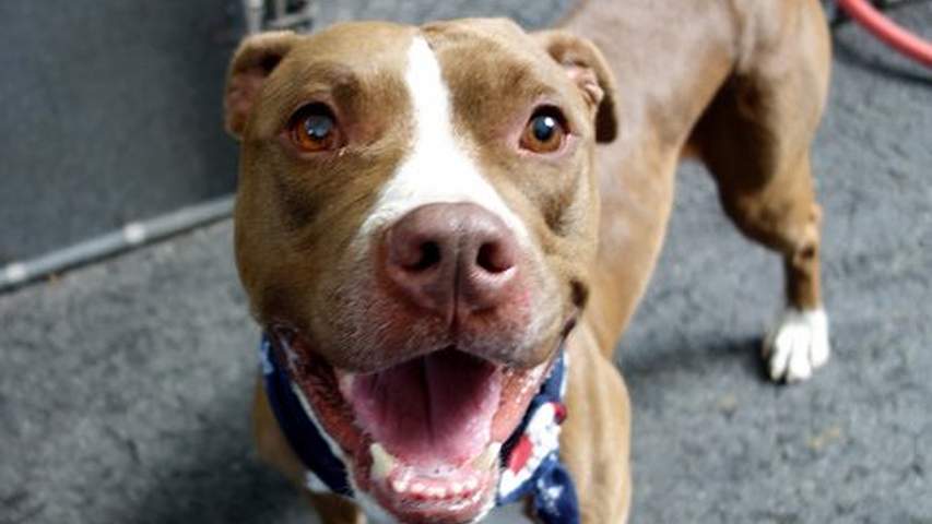 It's back to the drawing board for Quebec's breed-specific legislation.