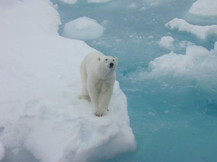 A polar bear on an ice flow in the Arctic.