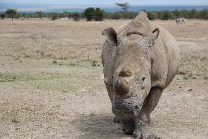 A game park director says a rhino crushed a tour guide to death at a private nature reserve in Zimbabwe.