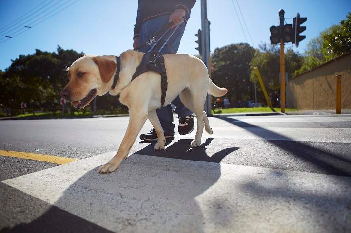 Visually impaired man crossing a street with his guide dog.