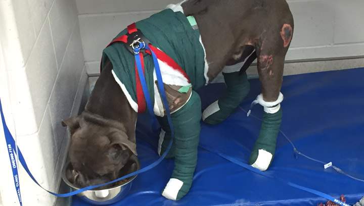 The Saskatoon SPCA has started a fundraiser page to raise money to pay for the treatment of a dog dragged by a minivan.