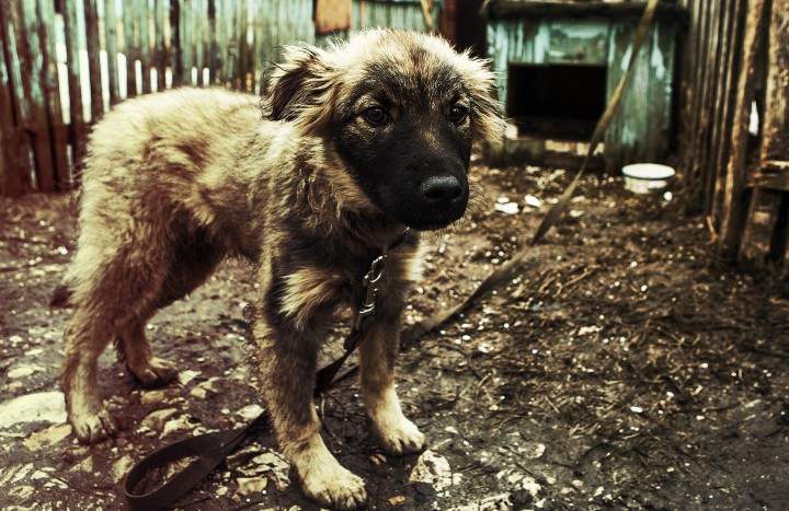A photo of a dog tethered outside, Tuesday, September 8, 2015.