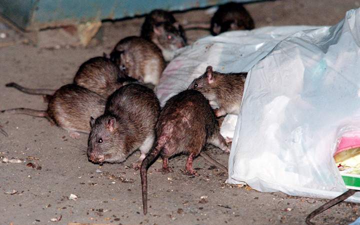 A teen girl from eastern Oregon has contracted the bubonic plague. The girl is believed to have acquired the disease from a flea bite during a hunting trip.