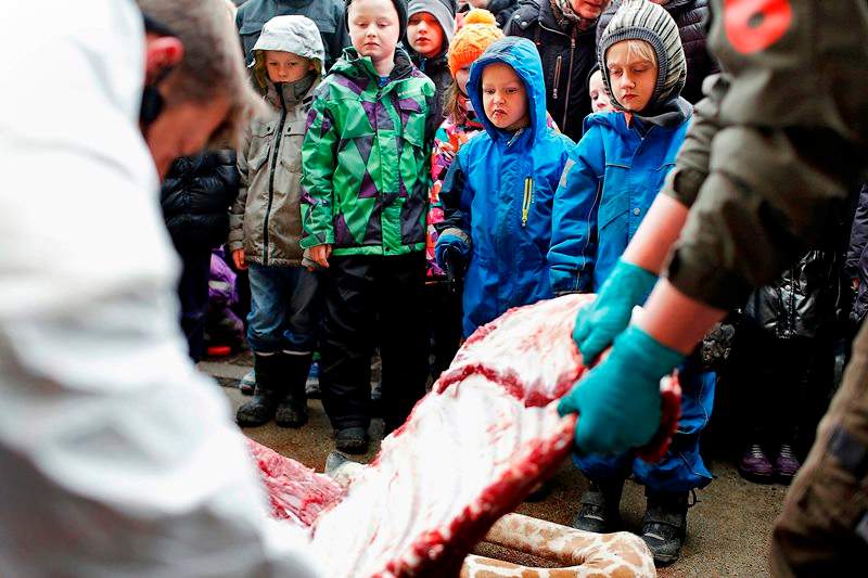 In this Sunday, Feb. 9, 2014 file photo, children watch as Marius, a male giraffe, is dissected, at the Copenhagen Zoo, in Denmark, Sunday, Feb. 9, 2014.