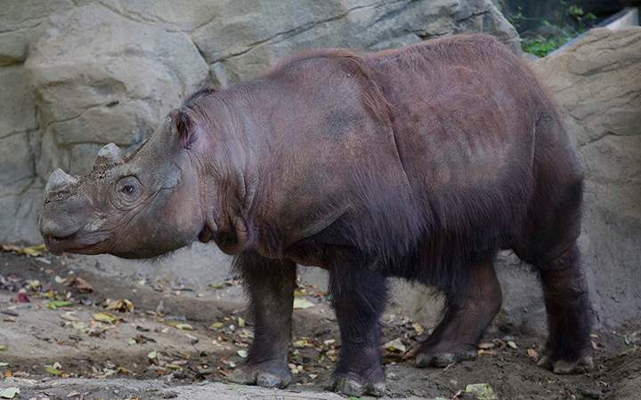 Harapan, a Sumatran Rhino, roams his enclosure on his last day of viewing at the Cincinnati Zoo and Botanical Gardens, Thursday, Oct. 29, 2015, in Cincinnati. 