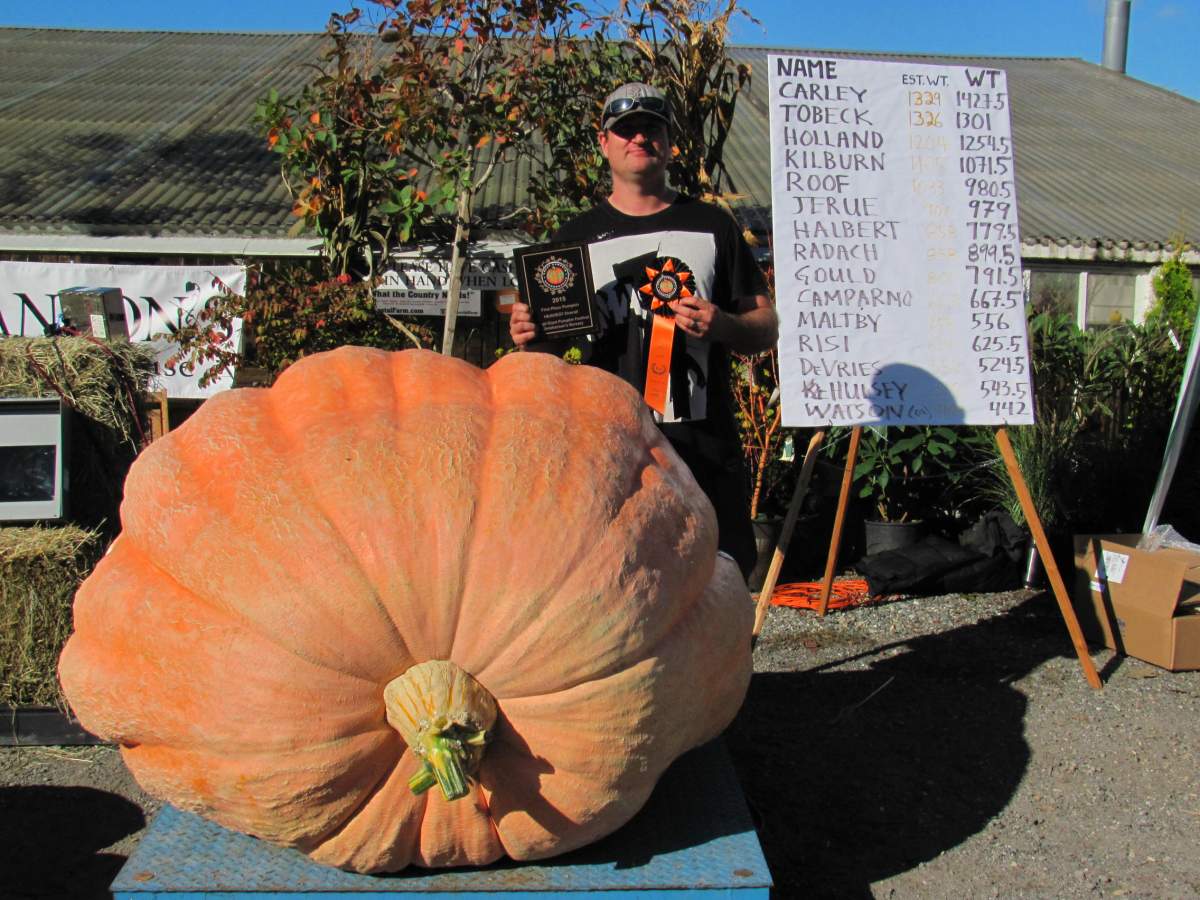 Everything you ever wanted to know about giant pumpkin growing in B.C. (but were afraid to ask) - image