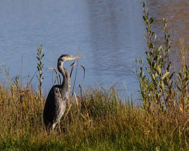 Oct. 1: This Your Saskatchewan photo of a heron was snapped by Gord Novak in Martensville.