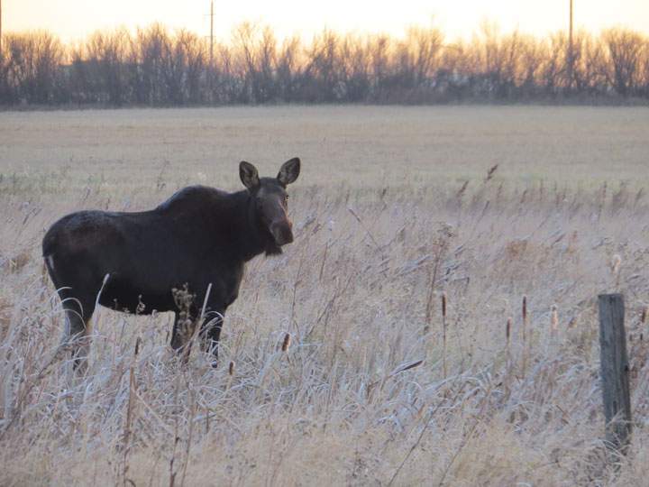 Oct. 21: This Your Saskatchewan photo of a moose was snapped by Bonnie Evanochko near Saskatoon.