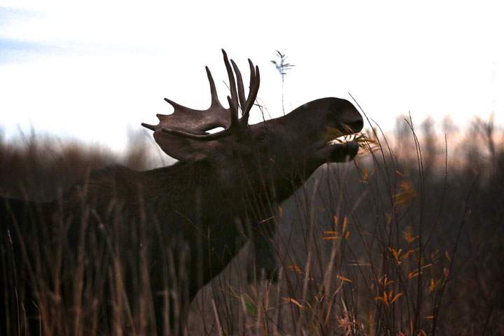 Oct. 27: Melanie Gray took this Your Saskatchewan photo of a young male moose in the Humboldt area.