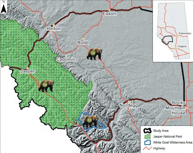 West-central Alberta grizzly bear population doubled in last 10 years: study - image