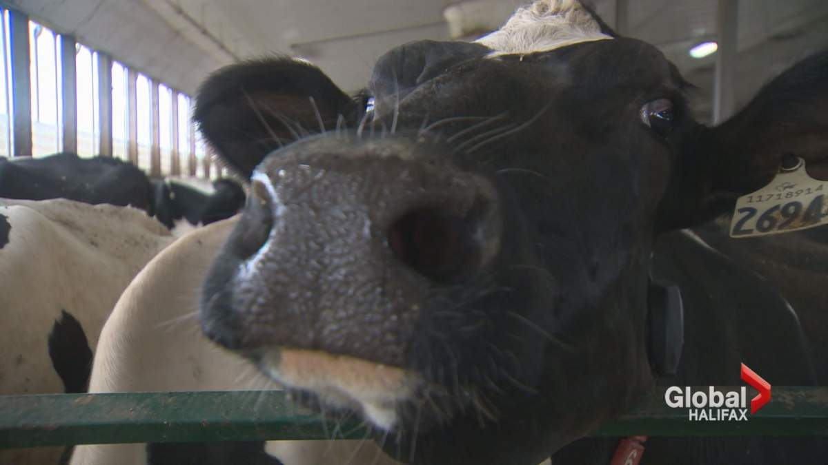 One of dozens of cows at Winding Rivers Farms in MacKay Siding, N.S.
