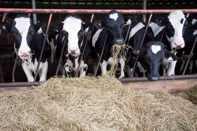 In this file photo, dairy cows are seen at a farm in Danville, Que.Quebec political parties announced a common front in favour of supply management in Longueuil as the NAFTA deadline looms. Friday, Aug. 31, 2018.