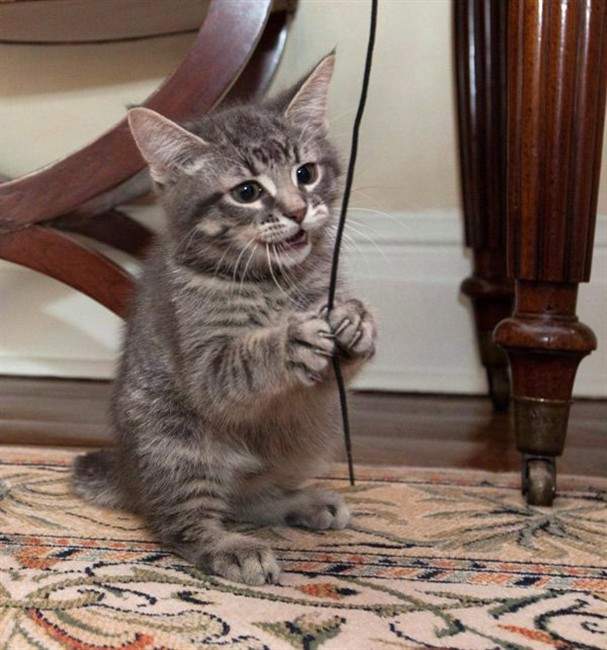 Goodbye kitty: Harpers’ pets on the move too - image