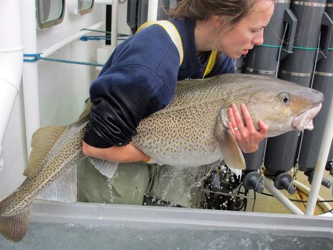 Sherrylynn Rowe holds a codifish which was to be tagged and released in the Bonavista Corridor in Newfoundland and Labrador in a handout photo. 