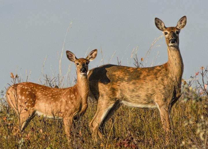 Hunting, conservation groups call for more action on chronic wasting disease.