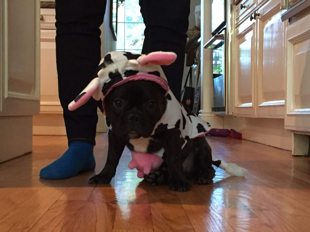 Moo.