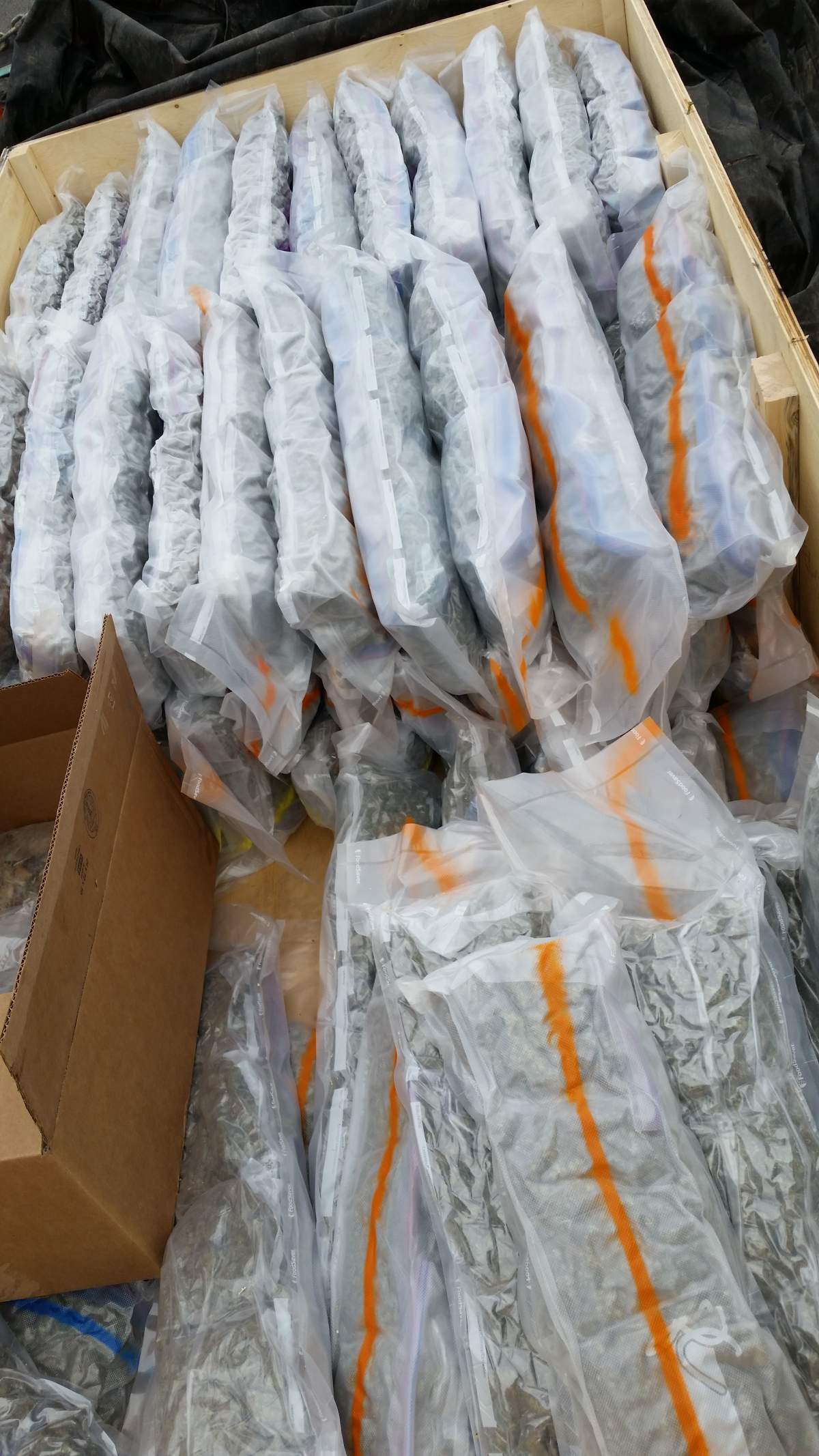 drug bust NS