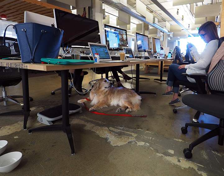 Employee pets are welcome at Airbnb San Francisco headquarters