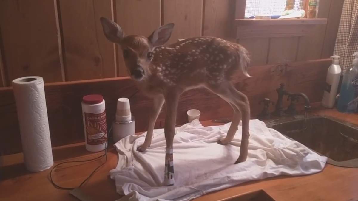 WATCH: Abandoned baby doe won’t leave side of man who rescued her - image