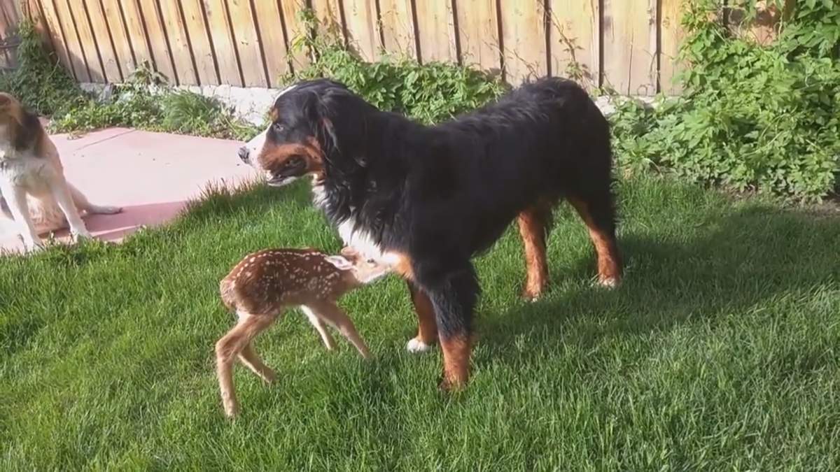 WATCH: Abandoned baby doe won’t leave side of man who rescued her - image