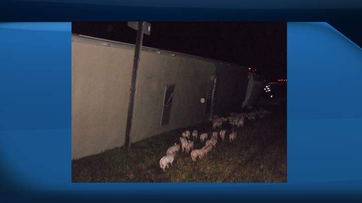 The semi unit carrying two-week-old pigs swerved to avoid a moose, causing the truck to lose control and roll onto its side in the ditch.