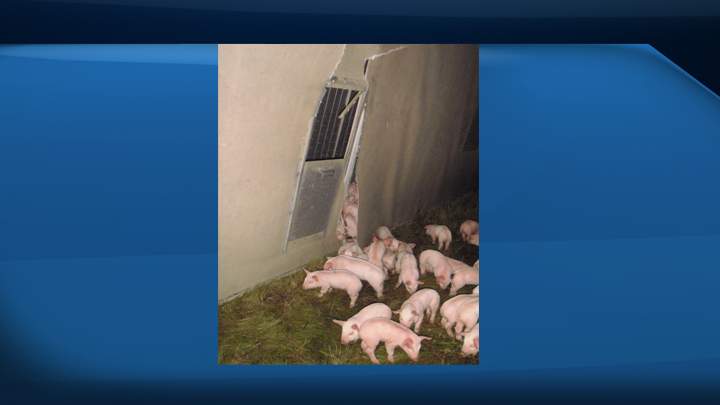 The semi unit carrying two-week-old pigs swerved to avoid a moose, causing the truck to lose control and roll onto its side in the ditch.