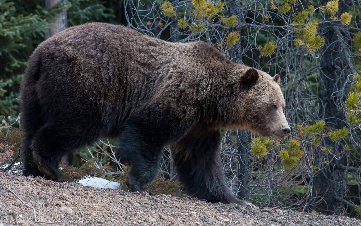 Grizzly bears are listed as a threatened species in Alberta. 