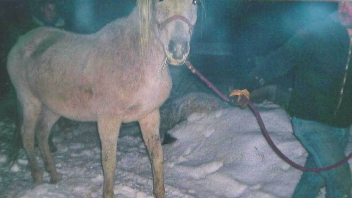 Horse Being Removed.