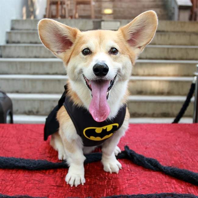 This Sept. 2, 2015 photo provided by Marc Dalangin shows his Welsh corgi, Wally, dressed in a Batman costume for Halloween in New York. Wally has dressed as a banana, a dinosaur, Michael Jackson and Elvis. He doesn’t go out anymore. People come to see him instead, or visit him on Instagram, with 63,000 followers, and Facebook, with 12,000 followers. 