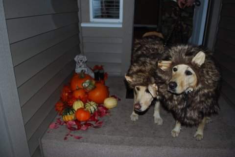 Macy and Sage as lions last Halloween.