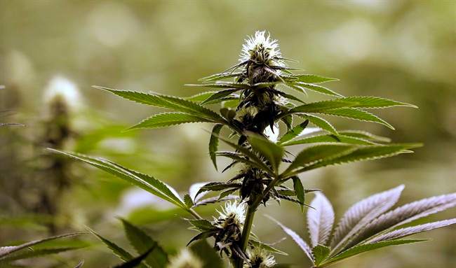 In this Tuesday, Jan. 13, 2015, file photo, a flower nearly ready for harvest sits atop a mature marijuana plant at a marijuana growing facility in Arlington, Wash. 