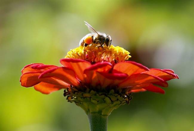 Bees are an important pollinator and need to be protected.