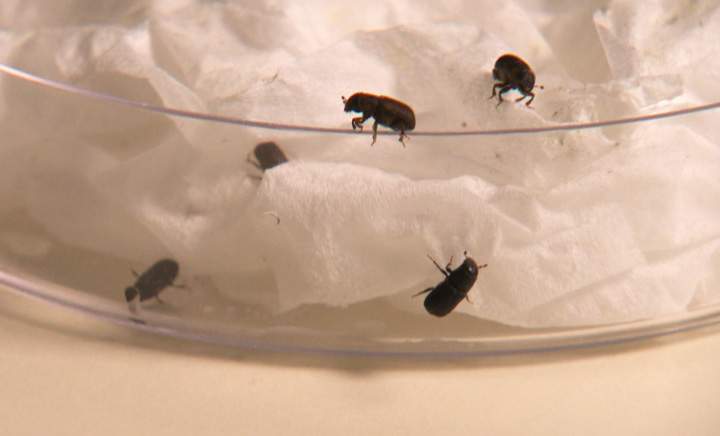 Official says no mountain pine beetle found in northwest Saskatchewan for second year.