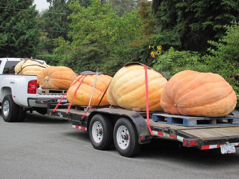 Carley agrees. Because you can only submit any pumpkin to a weigh-off once (per GPC regulations), his top pumpkin, the one he hopes will break the British Columbia record of 1,536 pounds, will be weighed in Washington next week in a more lucrative competition.