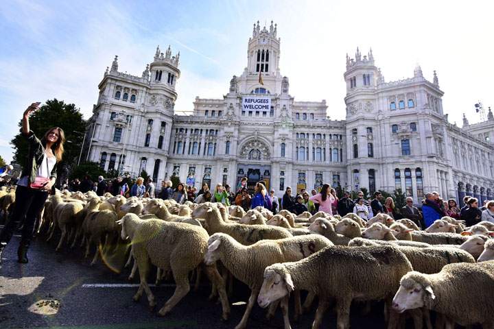 Sheep are led past city hall of Madrid on October 25, 2015.
