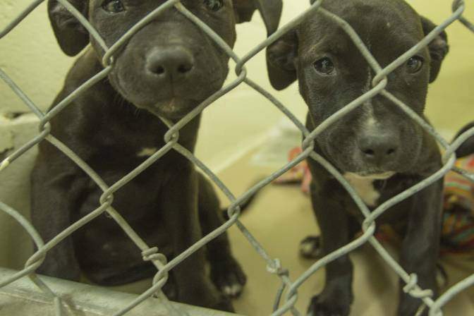 Dog Seizure - NS SPCA