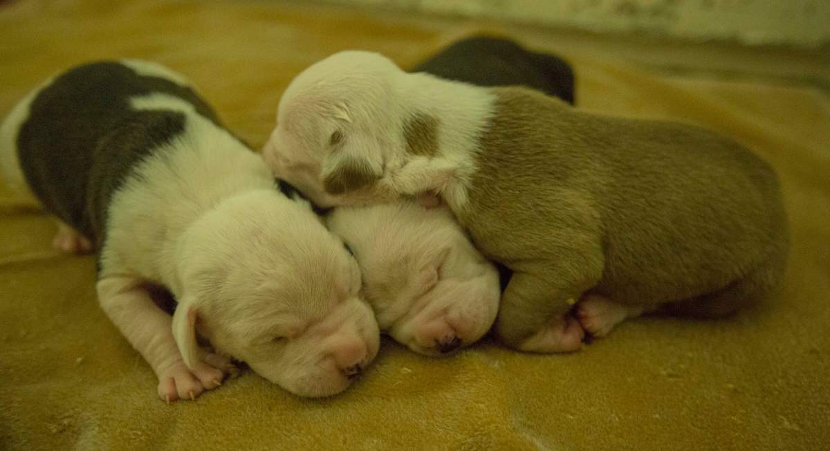 Some of the 25 dogs seized from the North Preston house.