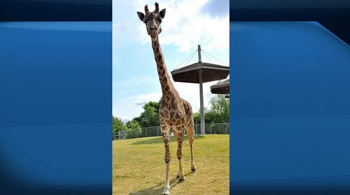 Twiga collapsed in her habitat Saturday after weeks of deteriorating health, zoo officials said.
