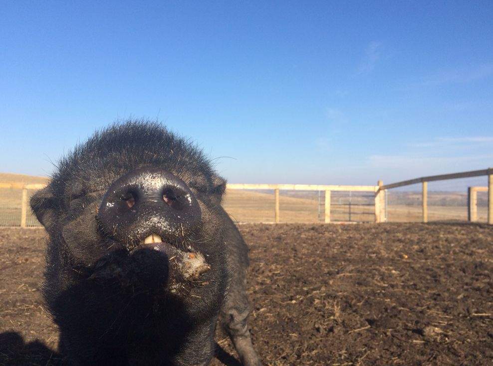 The Farm Animal Rescue & Rehoming Movement (FARRM, for short) is offering to take people’s leftover pumpkins.