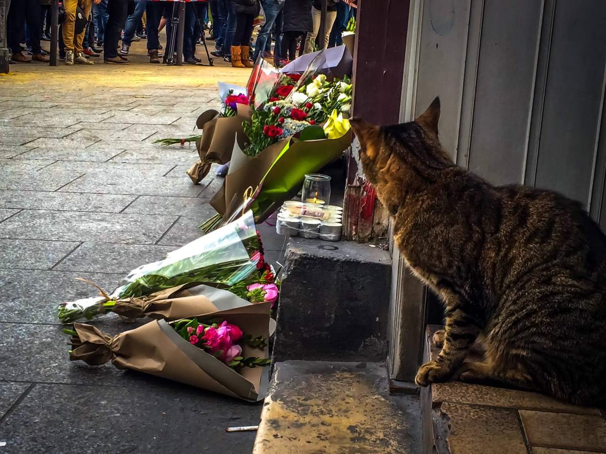 Photo essay: Celebrating life and brotherhood following Paris attacks - image