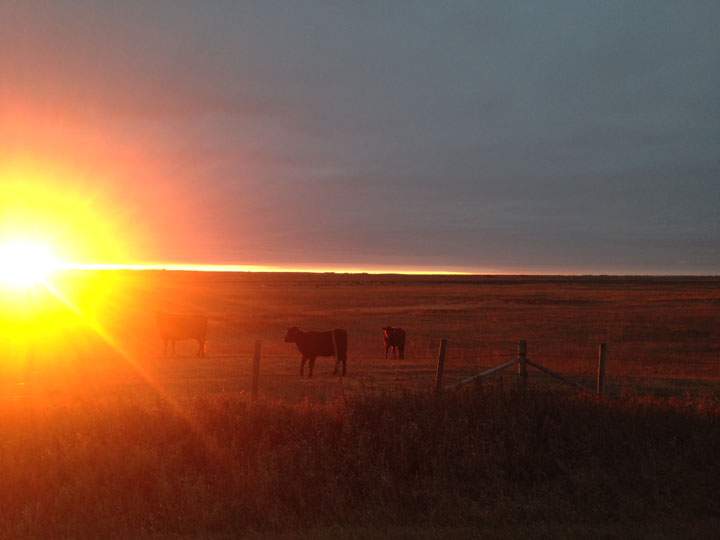 Nov. 12: This Your Saskatchewan photo was taken by Susan Sagen near Kenaston.