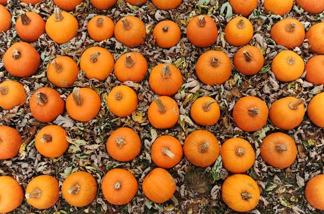 Pumpkins.