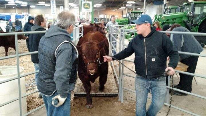 Canadian Western Agribition announced, in response to restrictions and recommendations surrounding COVID-19, its 50th show is being postponed until 2021.