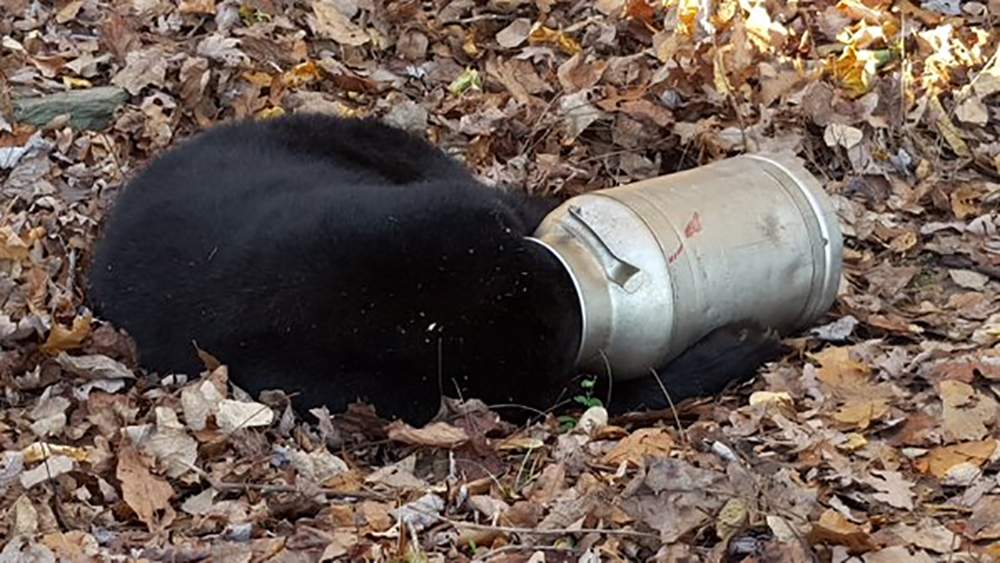 In the children's story, a bear named Pooh gets his head stuck in
a honey jar.