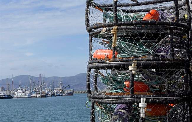 The Department of Fisheries and Oceans is shutting down snow crab season.