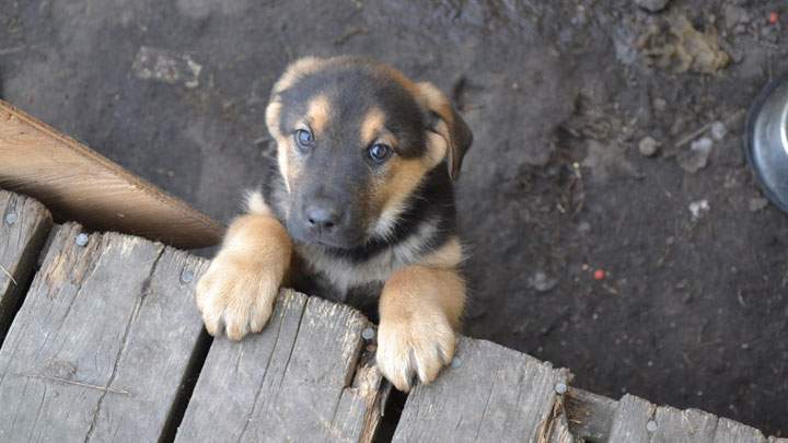 Canine Action Project helps reserve save more than 150 dogs and cats from a cull in northern Saskatchewan.