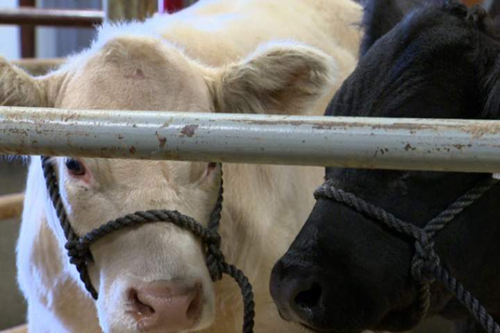 A potential trade war between Canada and the United States was all but averted Friday when Congress passed a massive spending bill that also repealed a controversial meat labelling law.