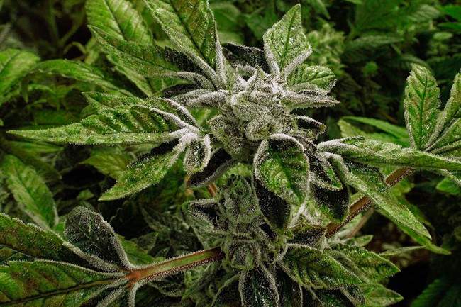 Marijuana plants with their buds covered in white crystals called trichomes, are a few weeks away from harvest at the Ataraxia medical marijuana cultivation center in Albion, Ill., on Sept. 15, 2015.