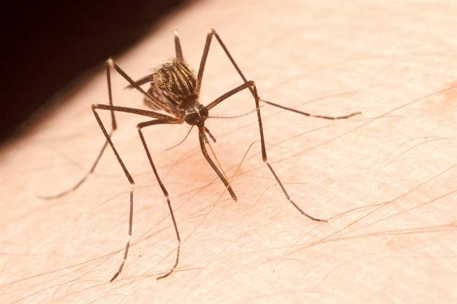 Low mosquito numbers predicted in Saskatoon as tent caterpillar invasion ends - image