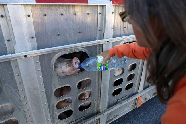 Animal rights activist Anita Krajnc gives water to a pig in a truck in a handout photo. On the eve of a court appearance, Krajnc is unapologetic about providing water to sweltering pigs in a truck on their way to the slaughterhouse on a hot day earlier this year.